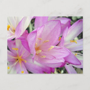 Carte Postale Faire-part Colchique d'automne