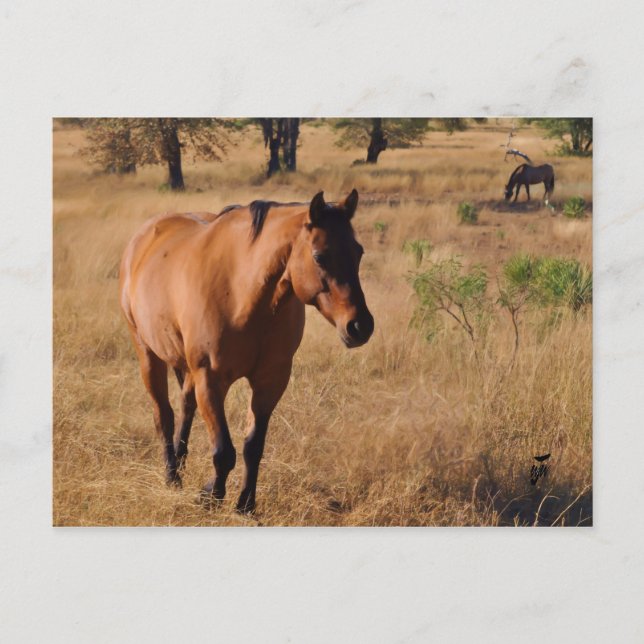 Carte Postale Faire-part continuer (Devant)