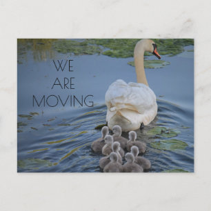 Carte Postale Faire-part Cygne Mère Bébés Cygnes Changement d'Adresse Eau