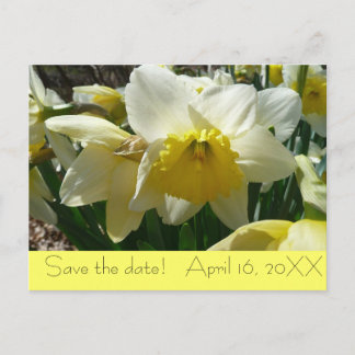 Carte Postale Faire-part Daffodile jaune et blanc "Enregistrer la date" Car