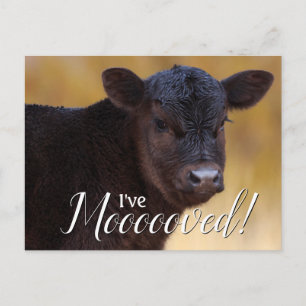 Carte Postale Faire-part Déménagement du veau noir