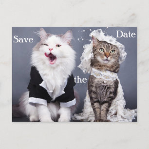 Carte Postale Faire-part deux chats mignons