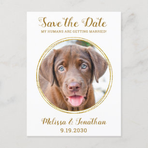 Carte Postale Faire-part Elegant Chic Gold Custom Pet Photo Chien Mariage