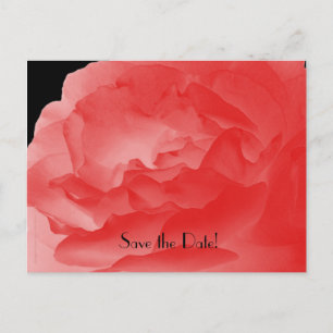 Carte Postale Faire-part Enregistrer la date 10e anniversaire Rose corail d