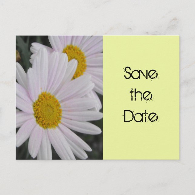 Carte Postale Faire-part enregistrer la date, fleur marguerite (Devant)