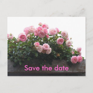 Carte Postale Faire-part Enregistrer la date - roses roses roses