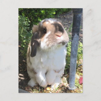 Carte Postale Faire-part Envoie à quelqu'un un un peu de colère avec ce pet