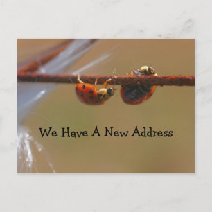 Carte Postale Faire-part Équilibrer Ladybugs Changement D'Adresse