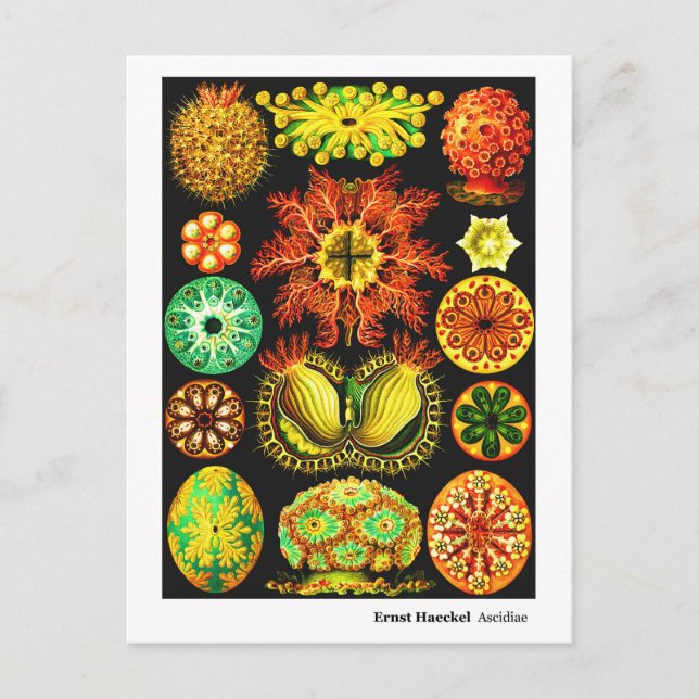 Carte Postale Faire-part Ernst Haeckel Ascidiae (Devant)