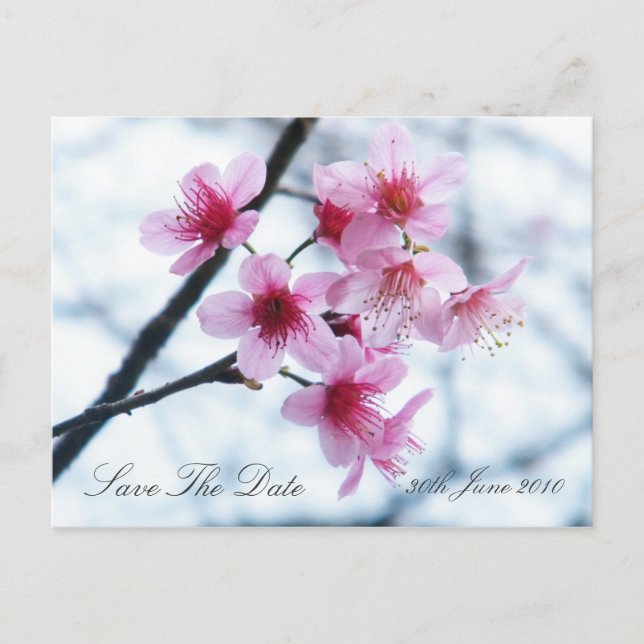 Carte Postale Faire-part Fleurs de cerises - Enregistrer la date (Devant)