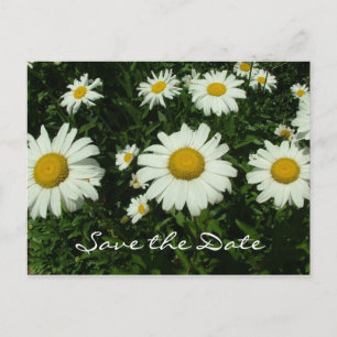 Carte Postale Faire-part fleurs marguerites blanches, enregistrer la date