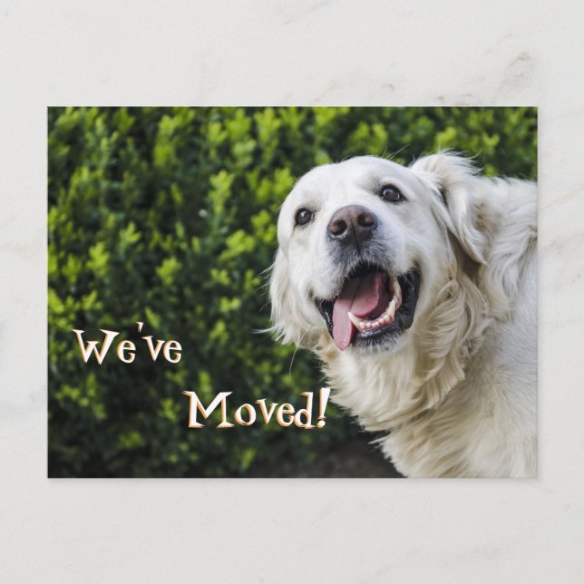Carte Postale Faire-part Golden Retriever chiot Nous avons déplacé une nouv (Devant)