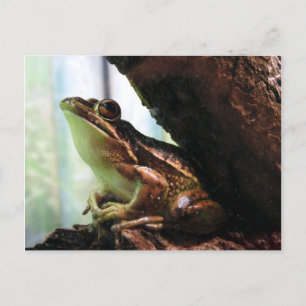 Carte Postale Faire-part Grenouille de cloche verte et d'or