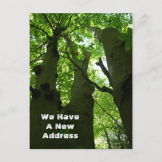 Carte Postale Faire-part Gros hêtres Forêt d'été Déménagement