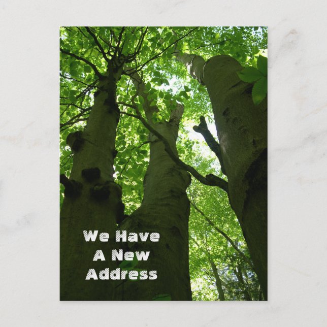 Carte Postale Faire-part Gros hêtres Forêt d'été Déménagement (Devant)