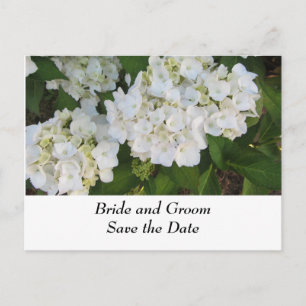 Carte Postale Faire-part Hydrangeas Mariage Blanc