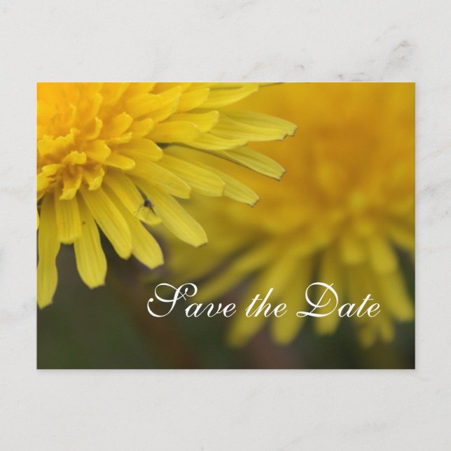 Carte Postale Faire-part Joli jaune fleur sauvage dandelion enregistrer la  (Devant)