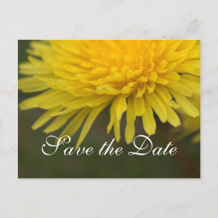 Carte Postale Faire-part Jolie fleur sauvage jaune pissenlit enregistrer la