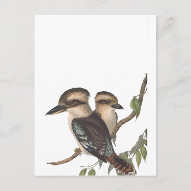 Carte Postale Faire-part Kookaburra géant d'Australie (Devant)
