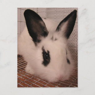 Carte Postale Faire-part Lapin