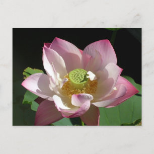 Carte Postale Faire-part Lotus