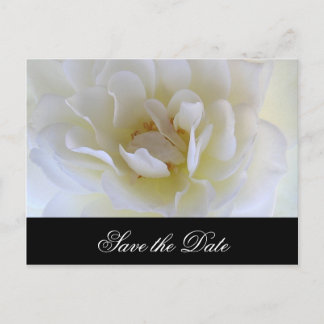 Carte Postale Faire-part Macro Rose blanche