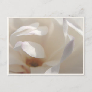 Carte Postale Faire-part Magnolia Ivoire Romantique Enregistrer la Date