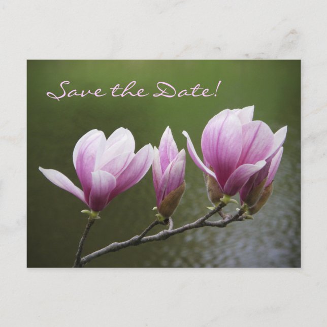 Carte Postale Faire-part Magnolias, Sauvegarder la date ! (Devant)