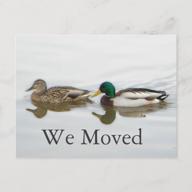 Carte Postale Faire-part Mallards (Devant)
