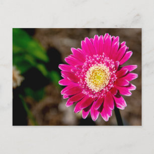 Carte Postale Faire-part Marguerite de Gerber Garvinea Sweet Fiesta