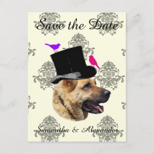 Carte Postale Faire-part Mariage amusant chien du marié save the date