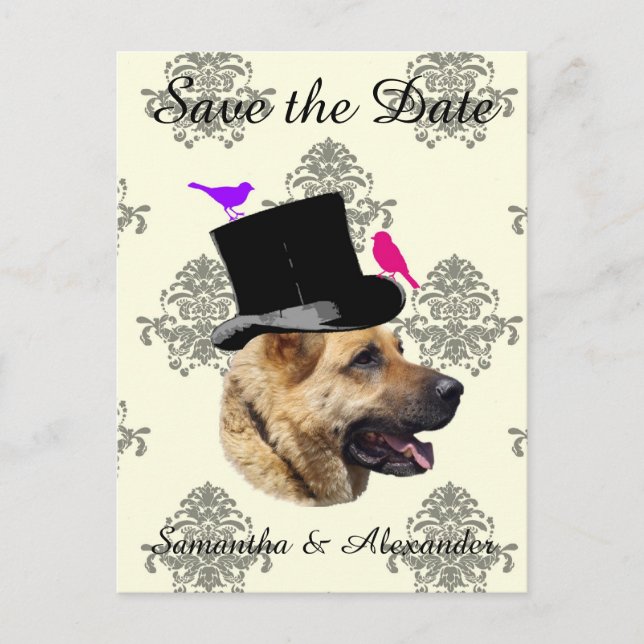 Carte Postale Faire-part Mariage amusant chien du marié  save the date (Devant)