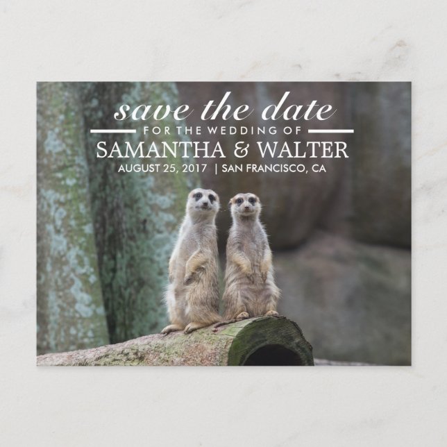 Carte Postale Faire-part Meerkats Adorables Enregistrer La Date (Devant)