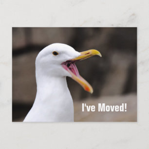 Carte Postale Faire-part Mouette DRÔLE 