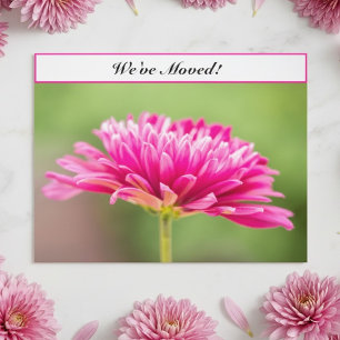 Carte Postale Faire-part Nous avons déménagé Fleur de Chrysanthème Rose Nou