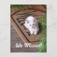 Nous avons déménagé petit chat blanc