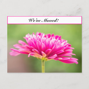 Carte Postale Faire-part Nous avons déplacé Pink Chysanthemum