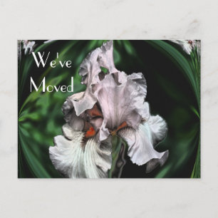 Carte Postale Faire-part Nouvelle adresse Abstraite Iris Flower