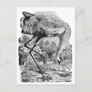 Carte Postale Faire-part Nouvelle adresse   Oiseau vintage   BW   Grue blan
