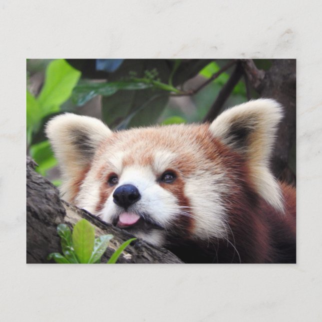 Carte Postale Faire-part Panda rouge (Devant)
