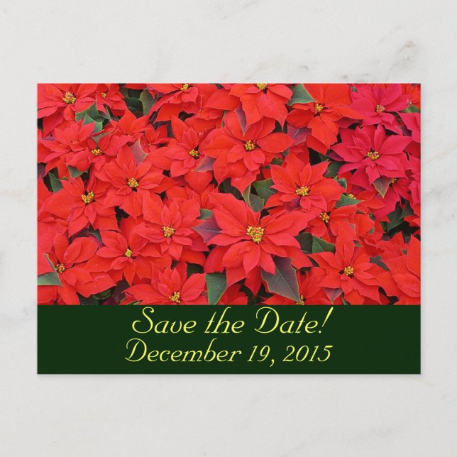 Carte Postale Faire-part Poinsettias Rouges Sauvegarder la Date (Devant)