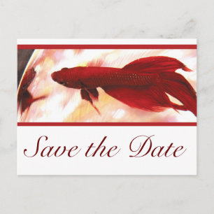 Carte Postale Faire-part Poisson Betta Rouge Save The Date