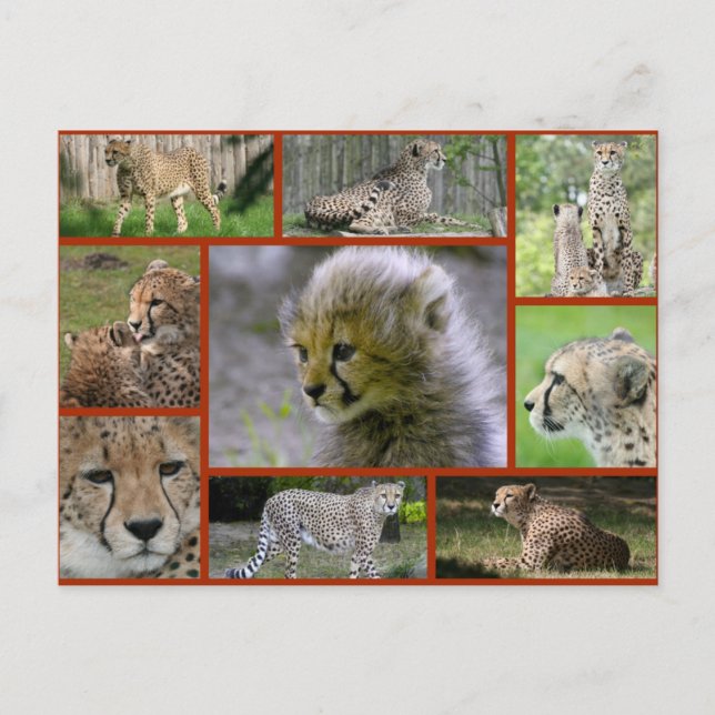 Carte Postale Faire-part Poster Cheetah-Collage 001 (Devant)