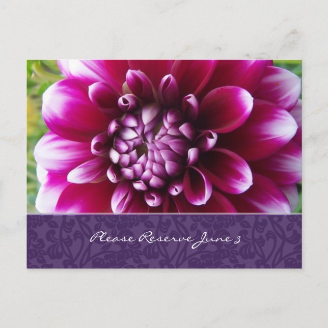 Carte Postale Faire-part Purple Fuschia Dahlia Enregistrer la date (Devant)