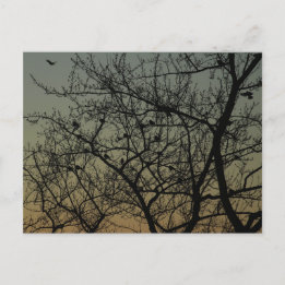 Carte Postale Faire-part "Robin Tree at Dawn"/Robin