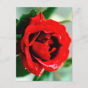 Carte Postale Faire-part Rose rouge avec gouttes de ragoût