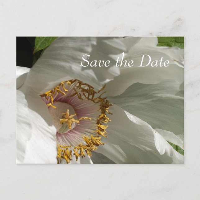 Carte Postale Faire-part Sauver la Date (Devant)