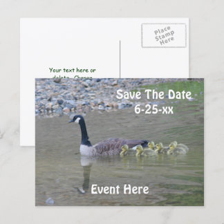 Carte Postale Faire-part Sauver la date Geese Canada Nature 