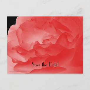 Carte Postale Faire-part Sauvez la date 50e anniversaire Coral Rose