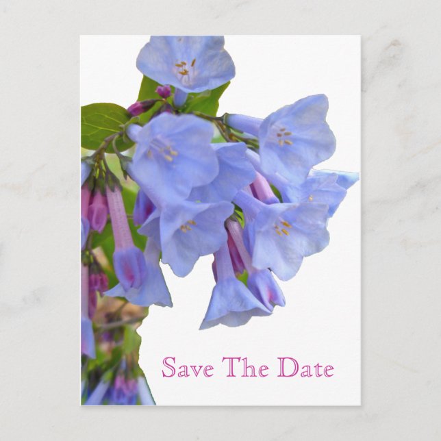 Carte Postale Faire-part Sauvez la date des Virginia Bluebells (Devant)